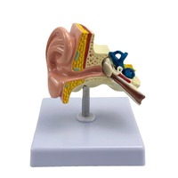 Modèle d'anatomie de l'oreille TIANLIAN en PET pour la formation médicale, structure externe/moyenne/interne de l'oreille