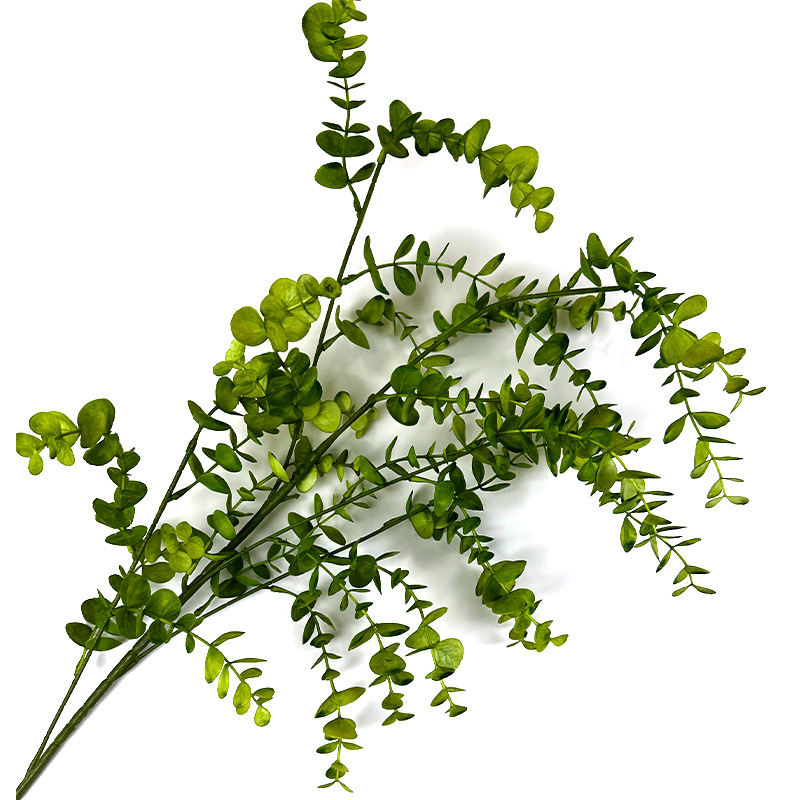 Eucalyptus (couleur claire)