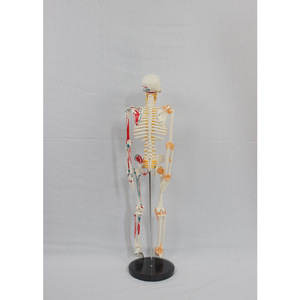 Modèle d'enseignement du squelette humain de 85 cm avec disques intervertébraux, étiquettes de l'origine et de l'insertion des moitiés des muscles, et - Product Image 3