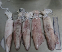 Tubes et tentacules de calmar congelés 60-100g IQF à faible glacage certifiés ISO, approvisionnement en vrac pour les importateurs nord-américains
