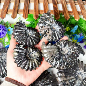 Bán Buôn Tự Nhiên Chất Lượng Tốt Tinh Thể Sáng Tạo Khoáng Thủ Công Màu Đen Ammonite Hóa Thạch Ốc Tinh Thể Chữa Bệnh Đá Cho Trang Trí Nội Thất - Product Image 4