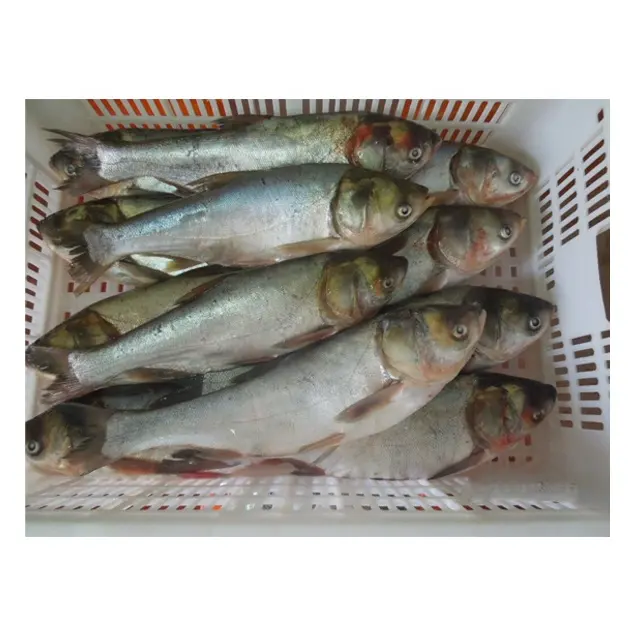 Congelati argento carp/Asiatico carpa pesce fresco