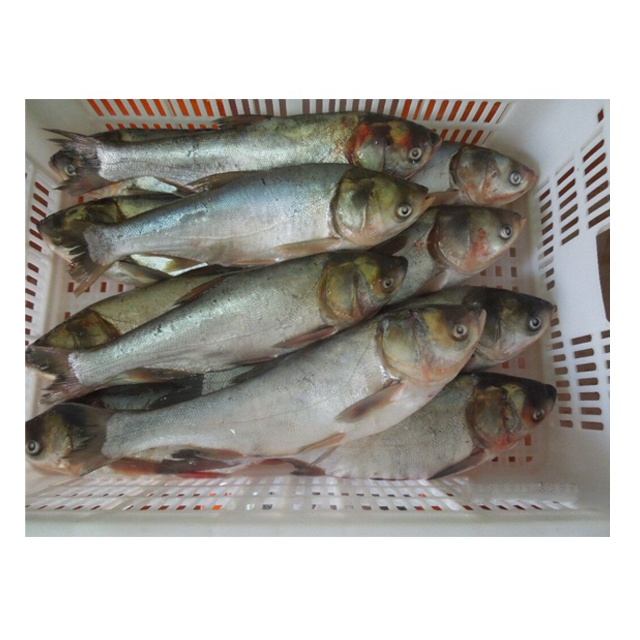 Congelati argento carp/Asiatico carpa pesce fresco