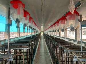 PH Large Capacity Industrial Automatic Gestation Stall Pen Pig Feed Line System | Hog <b>Farm</b> Livestock Conveyor Feeding Equipment - Product Image 2