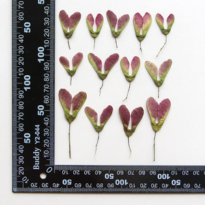 Feuilles d'érable naturelles séchées pressées pour la décoration de cadres photo DIY, matériel artisanal, emballage cadeau - Product Image 6