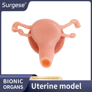 Tıbbi Eğitim Modeli İnsan Rahimi Anatomik Modeli Endoskopi Uygulaması El-Göz Koordinasyonu ve Temel Klinik Beceri Eğitimi - Product Image 5