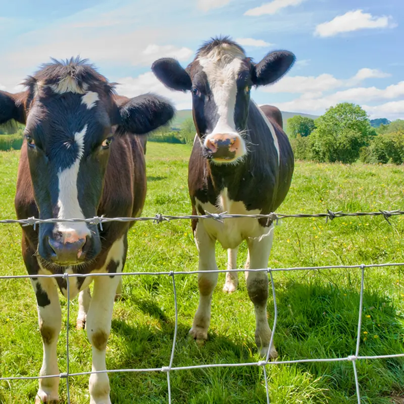 Panneau de clôture de bétail en grillage d'acier à faible entretien pour l'agriculture cadre enduit d'élevage de chèvres pour porte de sécurité hauteur 1.8m
