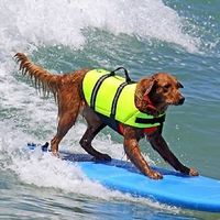 Maillot de bain gilet de sauvetage en polyester pour animaux de compagnie, best-seller transfrontalier – Vêtement aquatique de loisirs estival pour chiens de petite/moyenne taille (Bouledogues français)