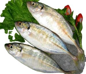 Dimensione 4/6 del pesce di sgombro indiano del pesce di <span class=keywords><strong>mare</strong></span> congelato superiore <span class=keywords><strong>con</strong></span> il grado organico di qualità dalla società dei frutti di <span class=keywords><strong>mare</strong></span> del Vietnam - Product Image 1