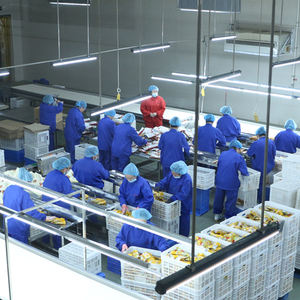 Châtaignes fraîches faciles à peler, châtaignes fraîches biologiques <span class=keywords><strong>de</strong></span> qualité supérieure, châtaignes fraîches biologiques sucrées - Product Image 5