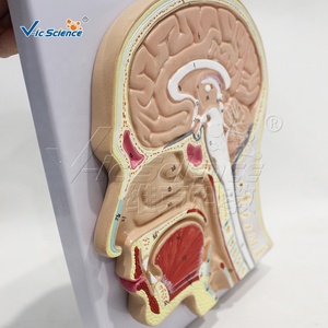 Modelo Sagital de Cabeza con Identificación Digital, Modelo Médico, Modelo de Enseñanza Humana Médica - Product Image 6