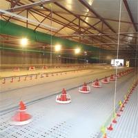 Système complet d'élevage au sol pour poulets de chair – Équipement d'élevage avicole complet pour l'élevage en intérieur à plat pour ferme avicole commerciale