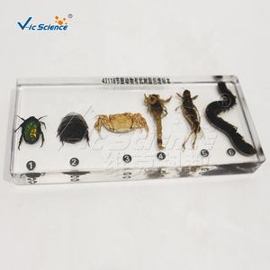 Spécimen d'arthropode encastré dans du PVC transparent, modèle anatomique d'insecte, science médicale - Product Image 4