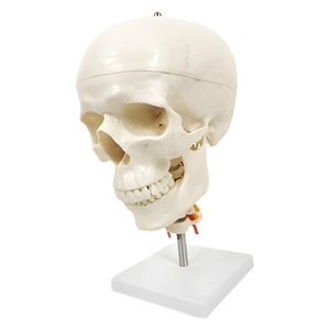 Le modèle pédagogique d'anatomie squelettique humaine Little Whitehead présente une mâchoire mobile, un crâne blanc détachable et une structure en 3 parties. - Product Image 1