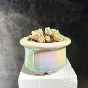 Maceta para Suculentas, Perlada, Iridiscente, Electrochapada, Deslumbrante, Personalizada, Fresca, Transpirable - Product Image 4