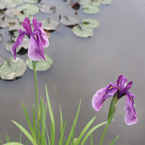 Iris japonais-I.ensata'Aoinoue' - une <span class=keywords><strong>plante</strong></span> aquatique adaptée aux bassins <span class=keywords><strong>de</strong></span> <span class=keywords><strong>jardin</strong></span> et aux serres - Iris japonais - Product Image 5