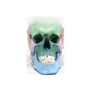 Modèle de crâne coloré; Modèle de crâne coloré; Crâne coloré; Modèle pédagogique d'anatomie du crâne humain - Product Image 5