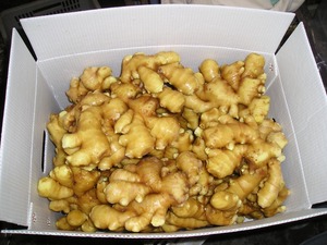 Từ Trung Quốc Cây Trồng Mới Khỏe Mạnh Và Màu Xanh Lá Cây Thực Phẩm Giá Tốt Chất Lượng Cao Chi Phá-Hiệu Quả Iqf Rau Đông Lạnh Gừng Tươi - Product Image 3