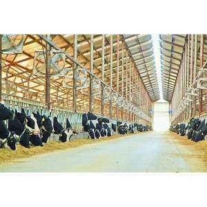 Structure en acier préfabriquée à prix compétitif hangar pour vaches abri pour moutons hangar en acier pour chèvres maison bâtiment de ferme à vendre - Product Image 4