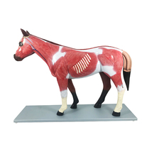 Modelo de disección de venta directa de fábrica, modelo anatómico de animales veterinarios para simulación educativa, modelo de caballo