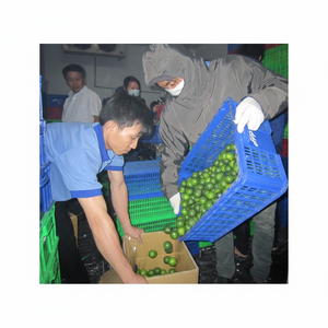 Meilleure vente de citron vert frais sans pépins du Vietnam // - Product Image 1