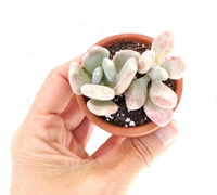 Vente chaude Mini Pots En Terre Cuite Minuscule Poterie Planteur pour Succulent Cactus pour DIY Artisanat Jardin Décor Cadeaux