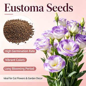 Semillas de Lisianthus de Alto Rendimiento, Semillas de <span class=keywords><strong>Eustoma</strong></span> <span class=keywords><strong>Grandiflorum</strong></span>, Semillas de Flores Ornamentales en Maceta para Decoración del Hogar, Venta al por Mayor - Product Image 6