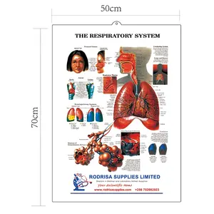 Логотип на заказ, 3D ПВХ, высококачественный человеческий анатомический плакат, анатомический дыхательный плакат