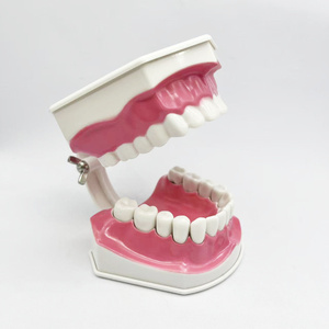 ダブルブラッシングモデル ピンク 解剖学教育ラボモデル 工場直送 ダブルブラッシングモデル - Product Image 2