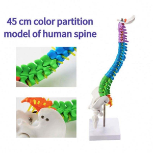 Modelo Anatômico Flexível da Coluna Vertebral 45cm PVC Tamanho Real Pelve e Fêmures Nervos Espinhais e Artérias Auxílios Didáticos Médicos - Product Image 5
