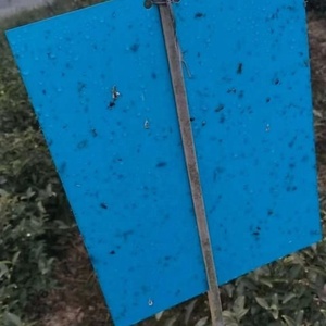 Giá rẻ bán buôn Vườn Nhà Kính Orchard kiểm soát dịch hại dual-side trái cây Fly keo vàng bẫy Gnat dính Sticker Catcher bẫy - Product Image 6