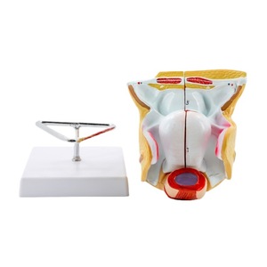 Modèle d'anatomie du système reproducteur féminin Medco avec structure ovarienne détachable pour la formation en chirurgie gynécologique - Product Image 5