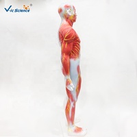 Modèle d'acupuncture masculin de 60 cm avec anatomie musculaire, marquage bilingue chinois-anglais pour la formation en MTC