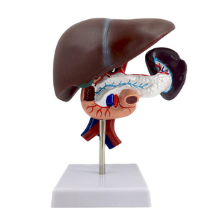 Anatomical Model Liver Pancreas Duodenum Spleen <strong>Blood</strong> <strong>Vessels</strong> Structure for Medical Education PVC for Schools Medical Schools - Product Image 5