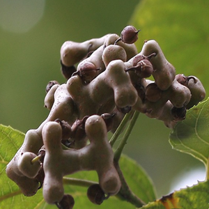 GMP standart yüksek kaliteli gıda sınıfı CAS 27200-12-0 Anti Hangover Hovenia Dulcis özü DHM Ampelopsin dihidromiricetin - Product Image 6