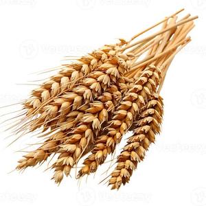 Blé Séché Biologique Premium en Vrac Qualité Alimentaire Non-OGM Riche en Protéines Fourniture en Gros pour la Boulangerie Commerciale et l'Exportation de Pâtes - Product Image 2