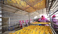 Plc Gecontroleerde Warmtepomp Droger Machine Gaas Riem Droger Kast Voor Plantaardige Pompoen Poeder Verwerking Van Fruit Groente Groente Machines