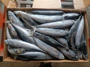 X3861 כדור קפוא <span class=keywords><strong>bonito</strong></span> 100-300 גרם פס טונה דגים מפעל דגים טונה קפוא 100 300 גרם - Product Image 5