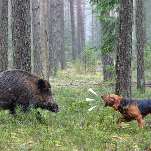 מעקב חיות מחמד מעקב אחר כלב חתול לוקואליזדור gps כלב <span class=keywords><strong>garmin</strong></span> - Product Image 4