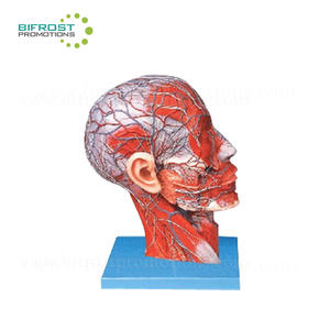 Biyolojik Öğretim Yardımcıları Vasküler Yapısı Yüz Sinir Kan Damarları Modeli - Product Image 1