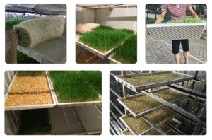 Kích thước lớn 85x40cm trong nhà nhựa thủy canh khay hydroponics khay thức ăn gia súc hạt giống với đặc biệt lỗ thoát nước dưới - Product Image 6