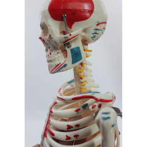 Modèle de squelette humain numérique de 85 cm, avec ligaments d'origine et d'insertion musculaires, disques intervertébraux, nerfs et squelette complet. - Product Image 1