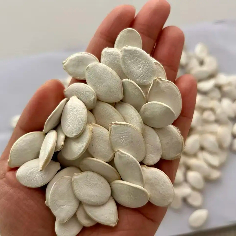 China Origin Pumpkin Seeds Kernels Supplier