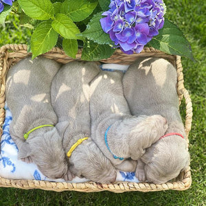 <span class=keywords><strong>Collar</strong></span> ajustable de nailon para gatos y cachorros, <span class=keywords><strong>Collar</strong></span> de identificación de perro pequeño a granel personalizado, liberación rápida, arena para mascotas recién nacidas, identificación en blanco - Product Image 1