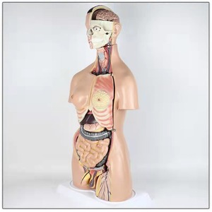 Torso humano para sexo dual, juguete de alta calidad de 85cm de altura, 38 piezas - Product Image 5
