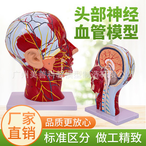 Modelo de cabeza y rostro humano con vasos sanguíneos cerebrales y nervios; anatomía del cuello; nervio facial, estructura de los vasos sanguíneos y los músculos. - Product Image 1