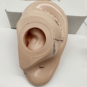 Haute qualité nouvelle oreille d'acupuncture 17CM anglais modèle de formation médicale vente directe d'usine - Product Image 6