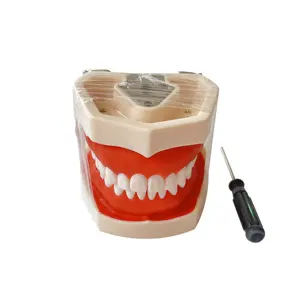 medical anatomy model dental human tooth model human demonstration tooth model