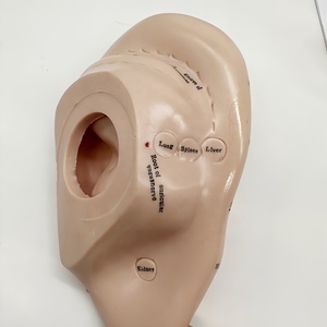 Haute qualité nouvelle oreille d'acupuncture 17CM anglais modèle de formation médicale vente directe d'usine - Product Image 5