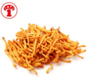 Detan Fresh mushroom cordyceps Flower for export